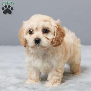 Hope, Cavachon Puppy